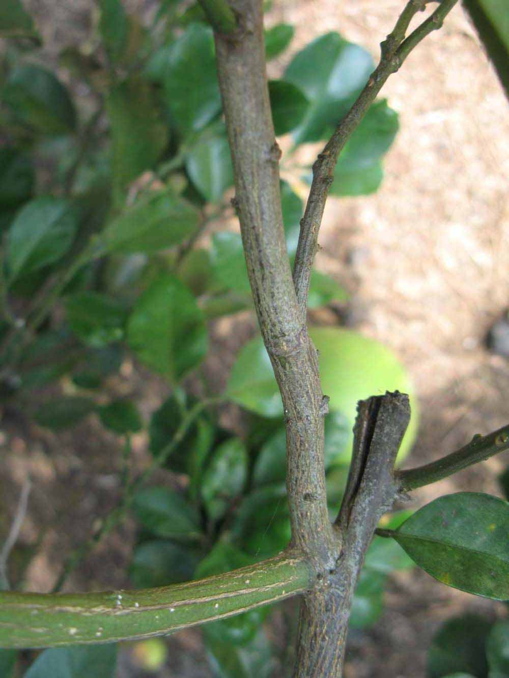              Second - third year twig (Winter Haven, FL)       